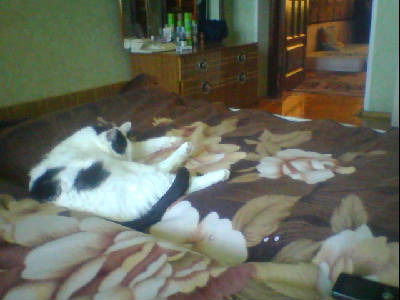 Димон Димон