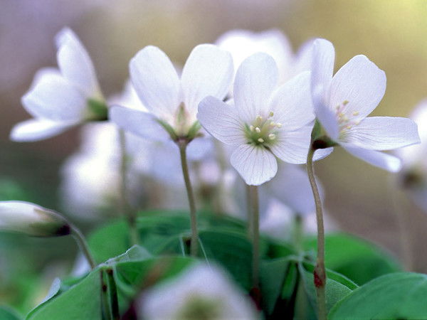 Светлана Кочеткова