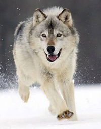 Вячеслав Калачев