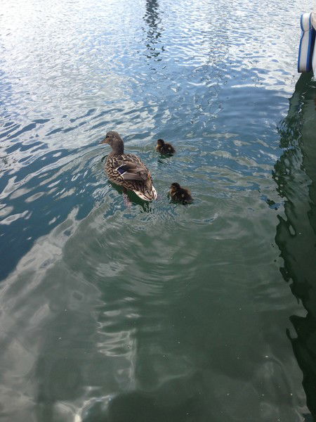 Ирина Франштут