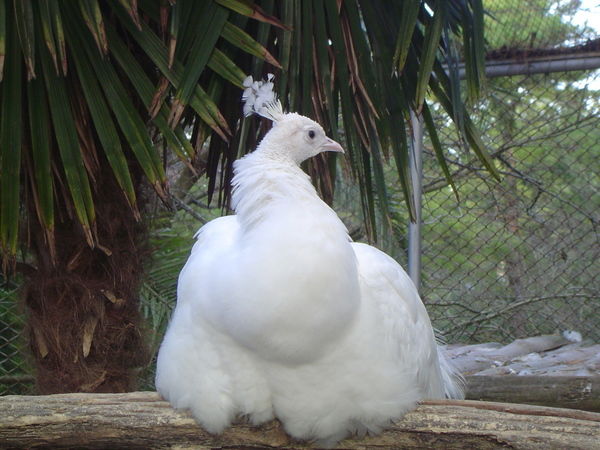 Маргарит Ка