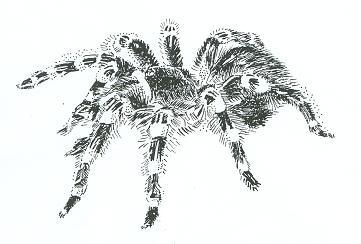 Татьяна Пантина