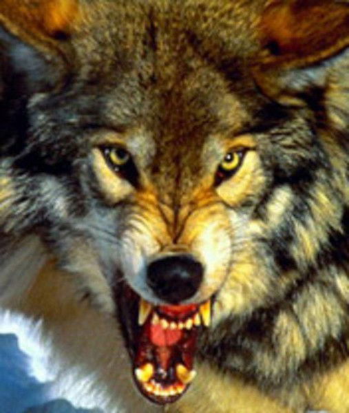 Андрей Андреев