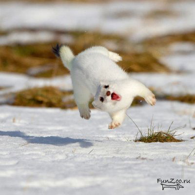 Саманчы Абдилакимов