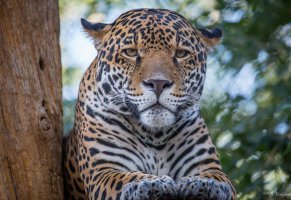 Ленок Воробьёва