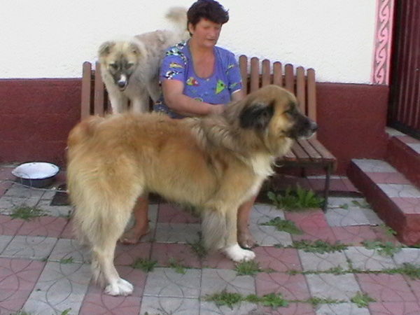 Иван Микулеску