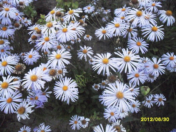 Елена Зарицкая