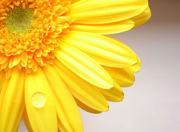 Насихат Татманова