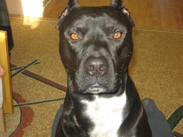 Димон Димонович