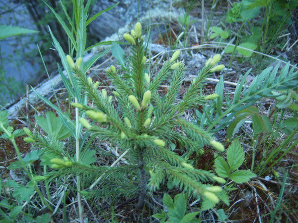 Елена Уставич