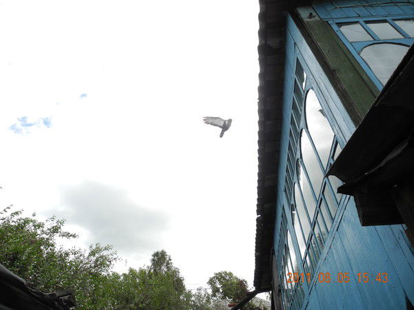 Татьяна Королева