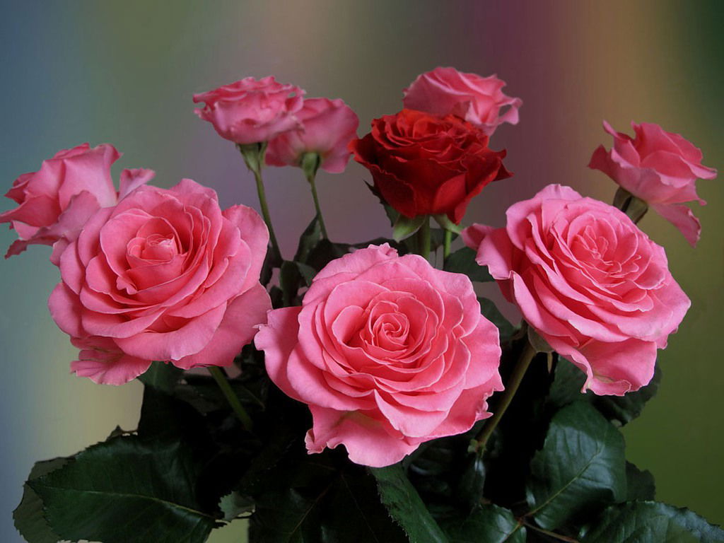 Светлана Коваль