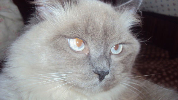 Елена Коробейникова