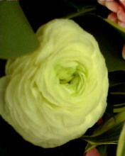 Ольга Никитина