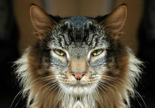 Анна Щербакова