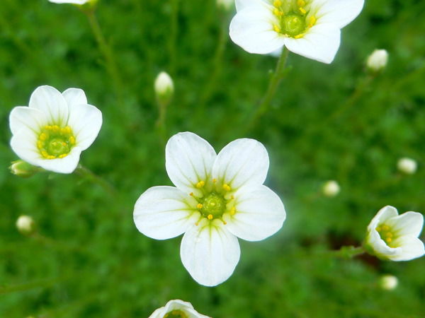 Лариса Цыбулевская