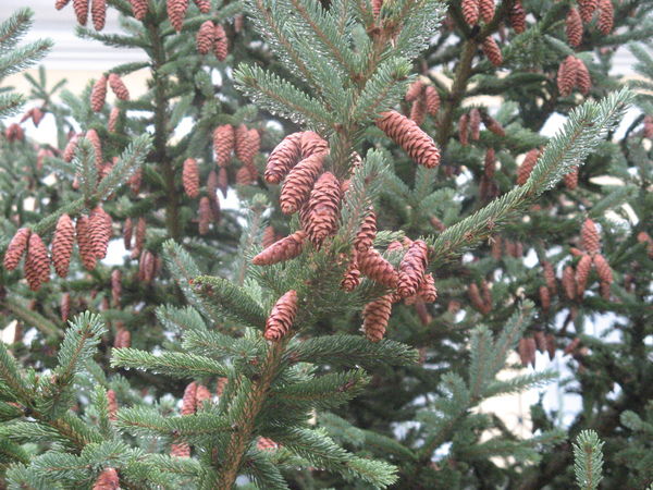 Александр Василенко