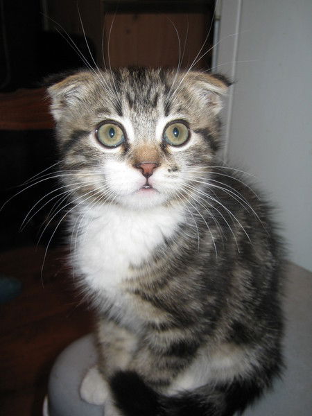 Татьяна Петрова