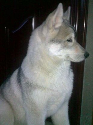 Имре Ференц