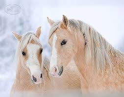 Гульфиза Курамшина