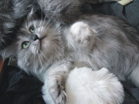 Николай Ластушкин