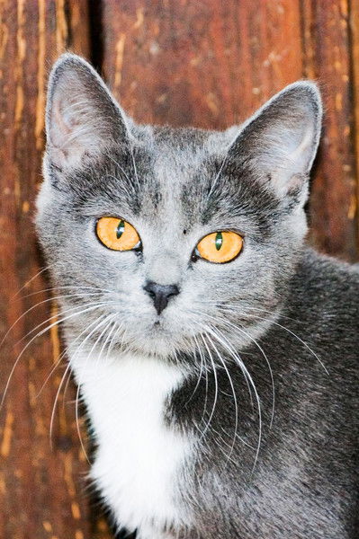 Татьяна Таргонская