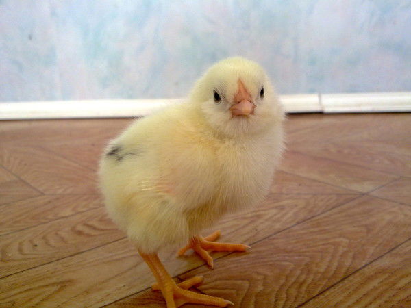 Любовь Быкова