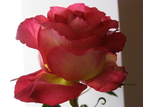 Любовь Туршатова