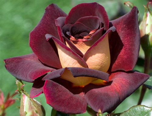 Асел Халыкова