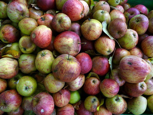 Елeнa Ютровска