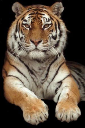 Ренат Сафин