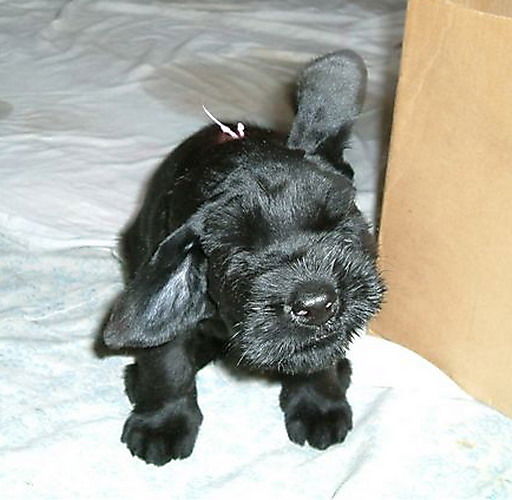 Акакий Собакевич