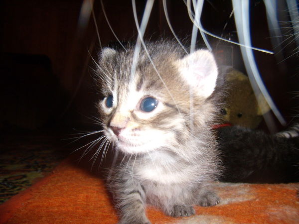 Марина Полушина