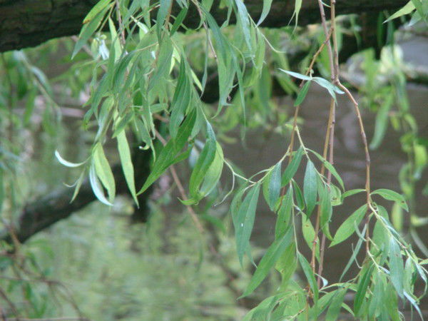 Елена Рожкова