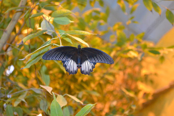 Кристина Иохим