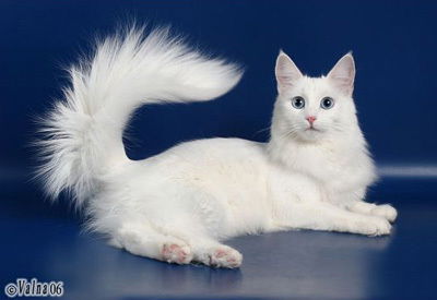 Олег Моргачёв