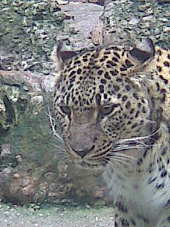 Николай Харасахал