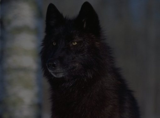 Ильдар Тухватуллин