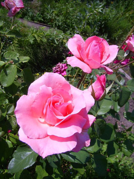 Ольга Курскова