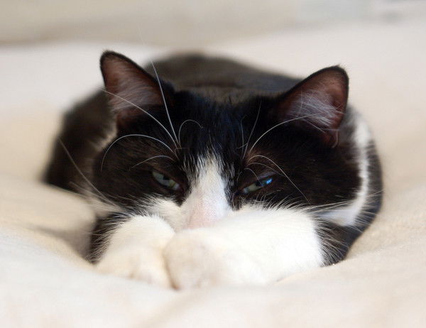 Ксюша Кошк@