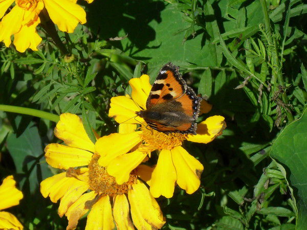 Юля Богданова