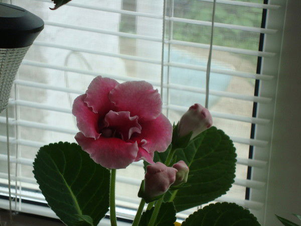 Светлана Чурикова