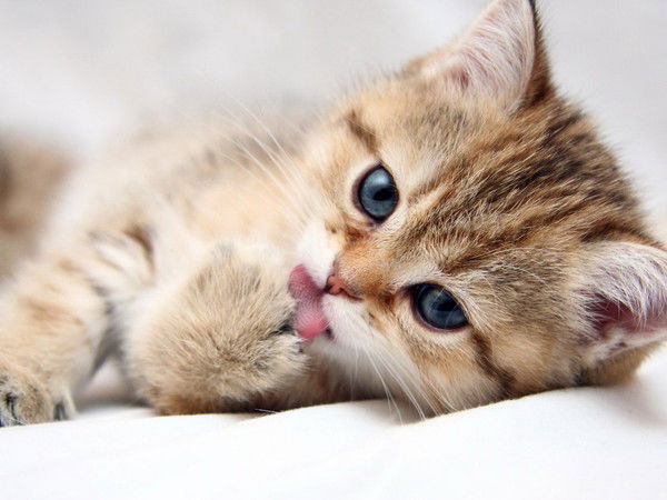 Гадя Хренова