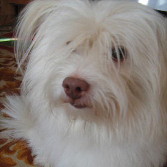 Елена Безуглая