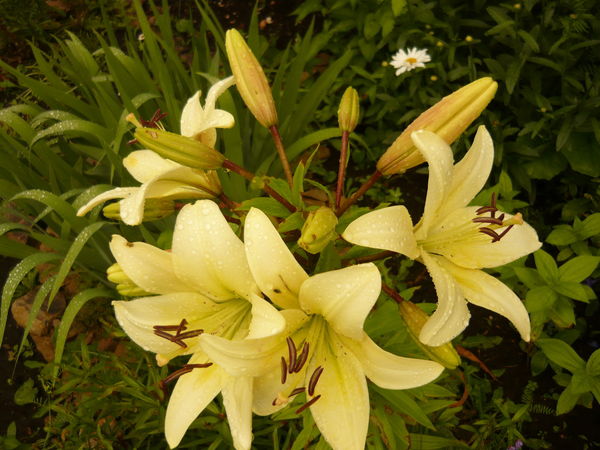 Галина Нарвянина