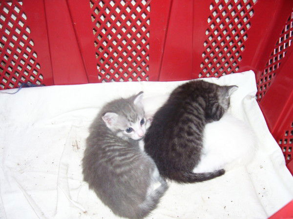 Маруся Домовитая