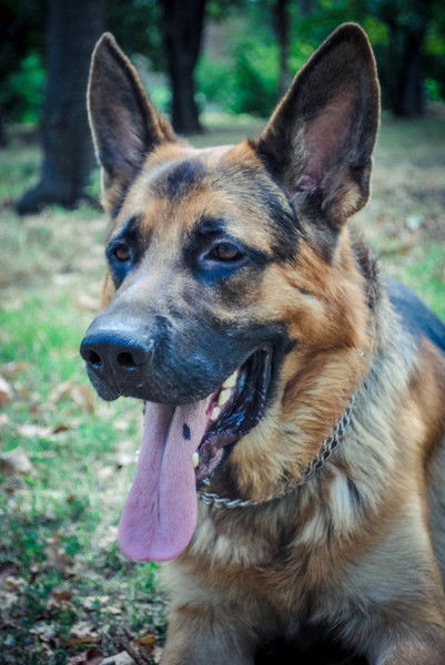 Ангелина Воробель