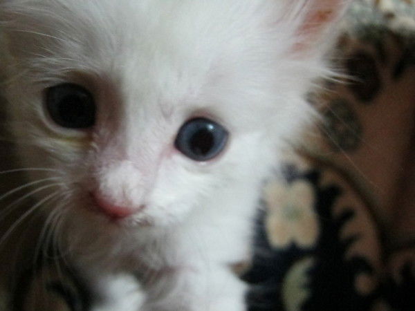 Достан Нуркенов