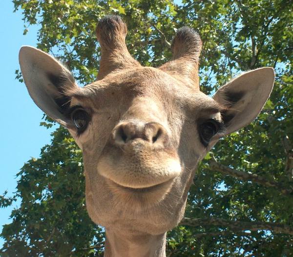 Дмитрий Гончаренко