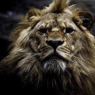 Дима Гафуров